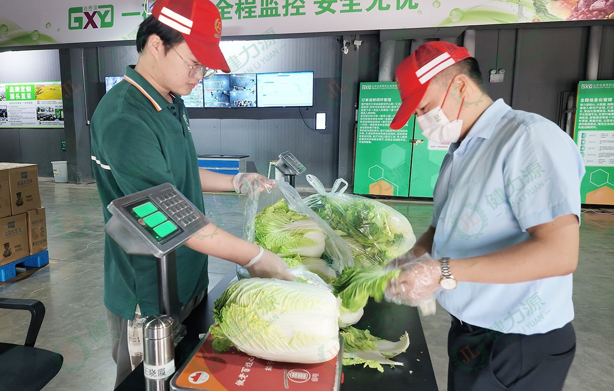 白菜取样 (1).jpg