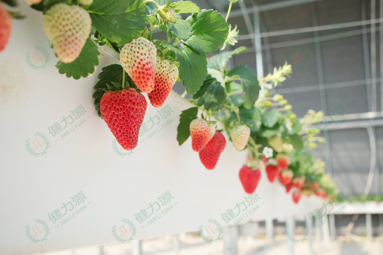 高架草莓棚上的草莓 (1).jpg