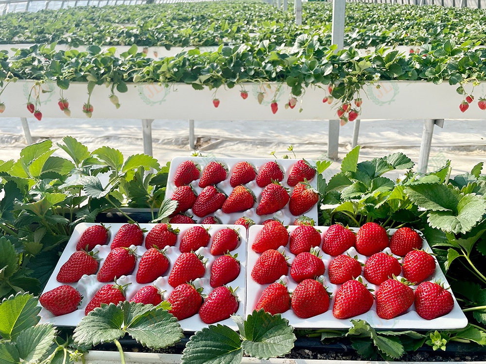个大饱满的高架草莓 (1).jpg