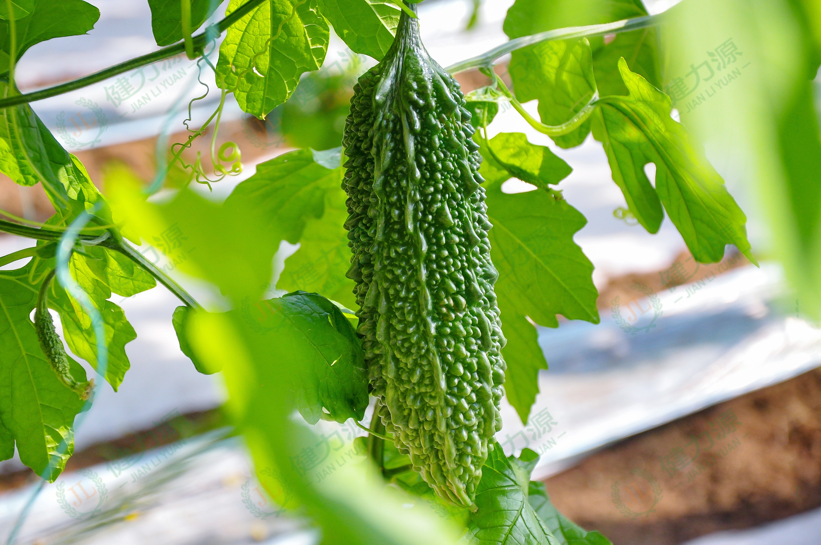 太空绿健苦瓜.jpg