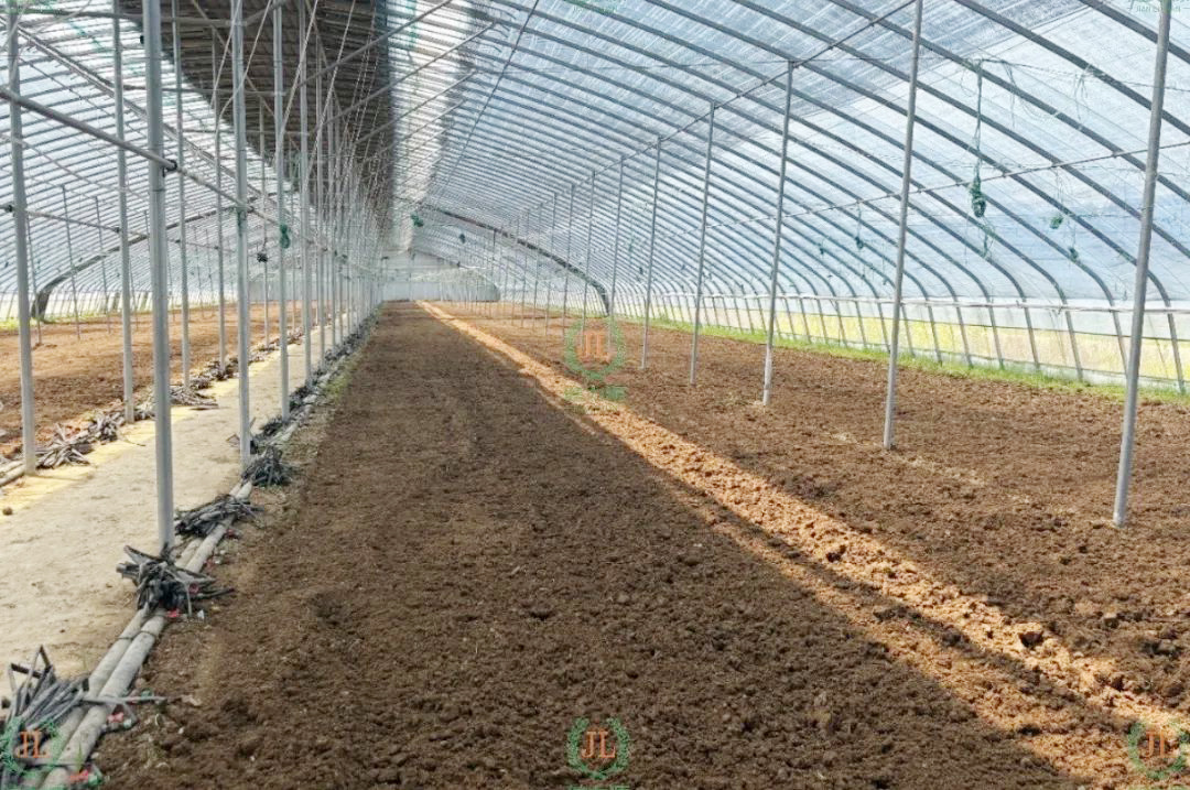 处于休棚期的农场大棚.jpg